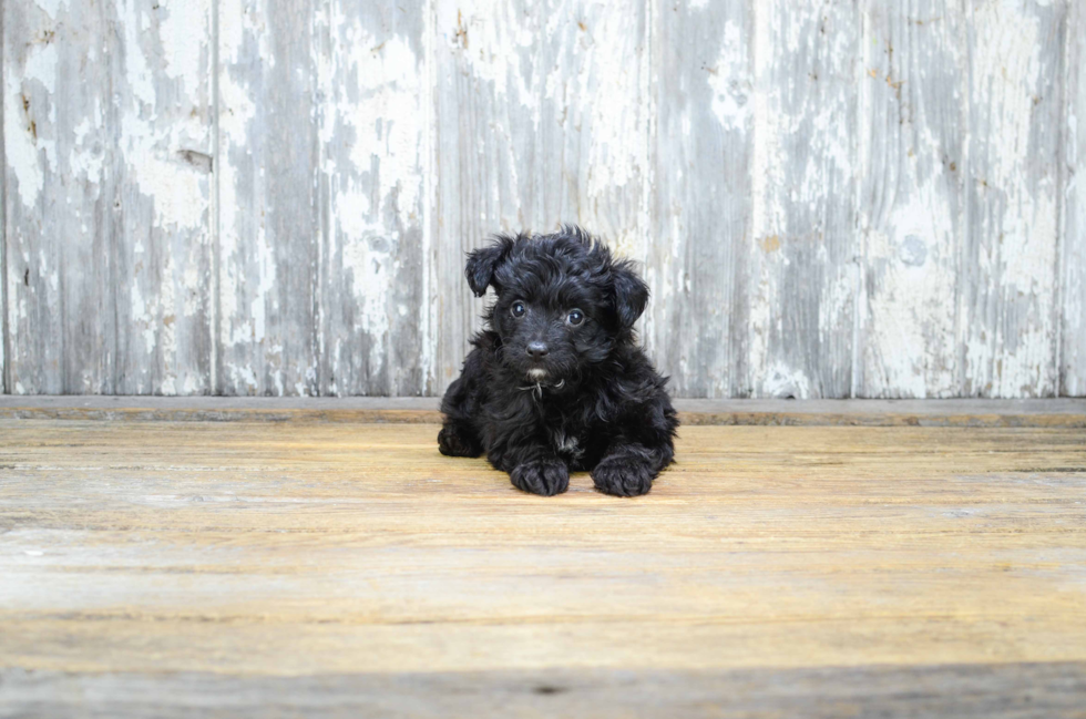 Mini Aussiedoodle Pup Being Cute