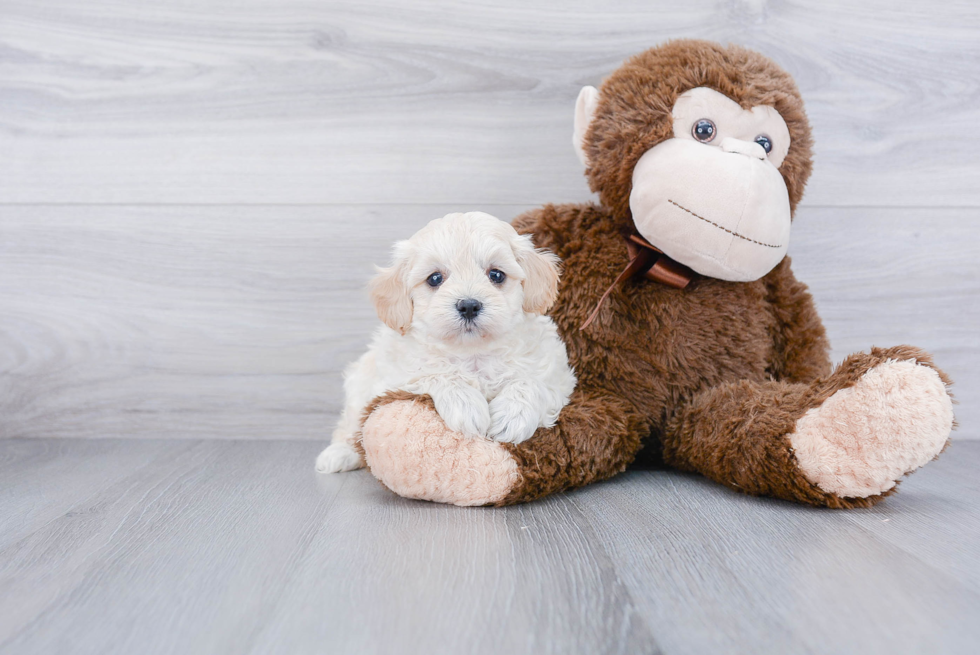 Maltipoo Puppy for Adoption