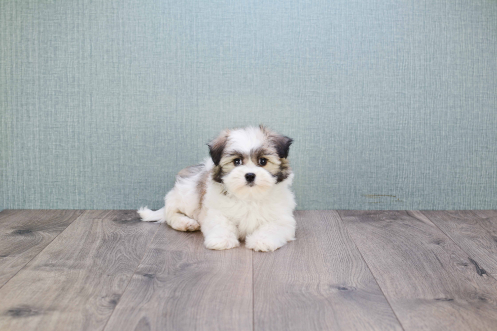 Sweet Havanese Purebred Puppy