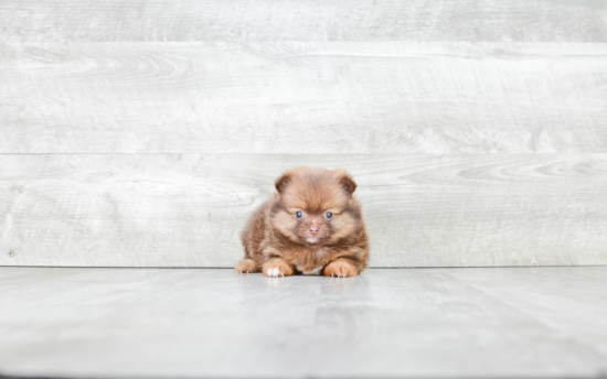 Pomeranian Pup Being Cute