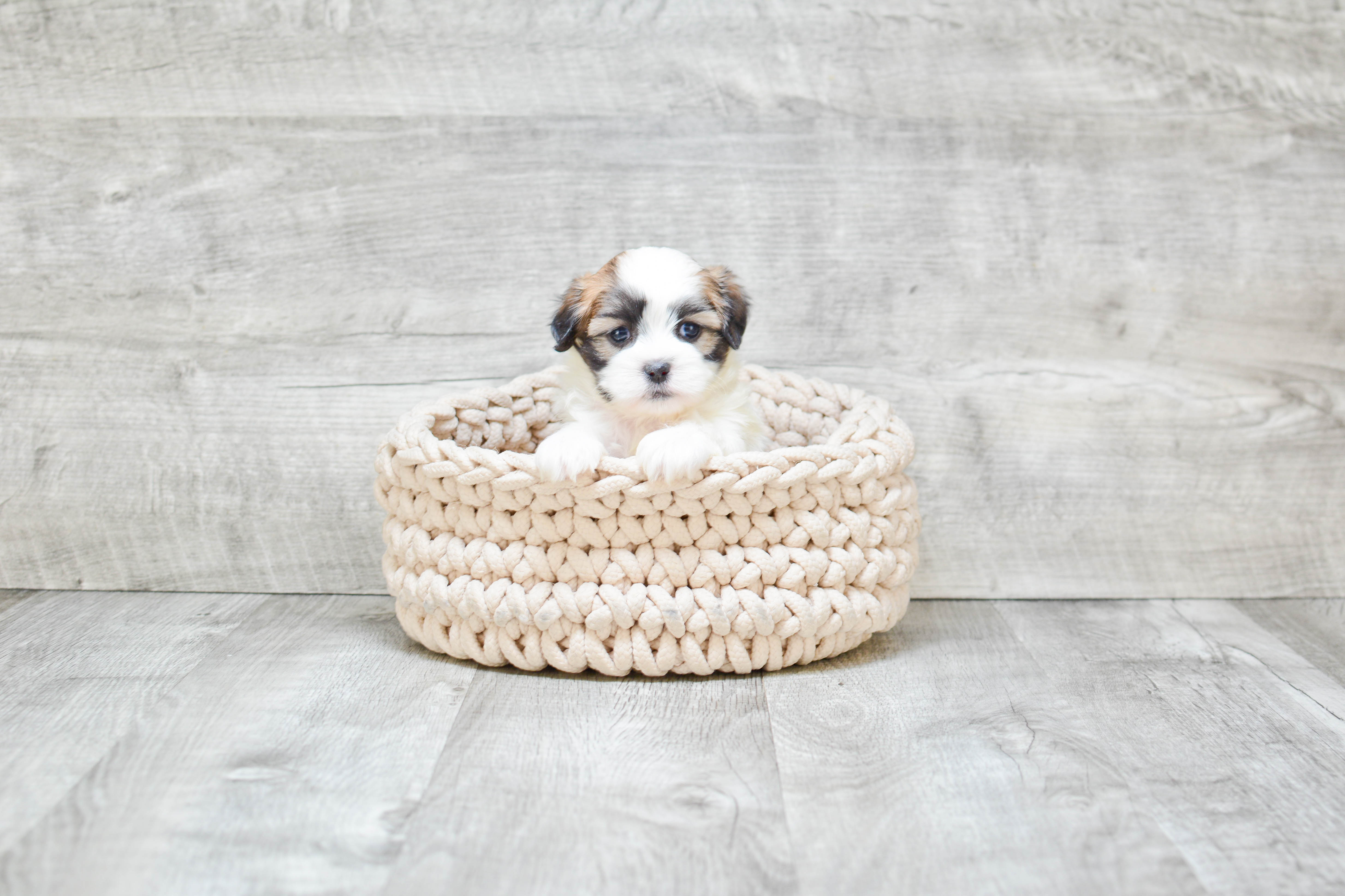 Teddy Bear Puppy for Adoption