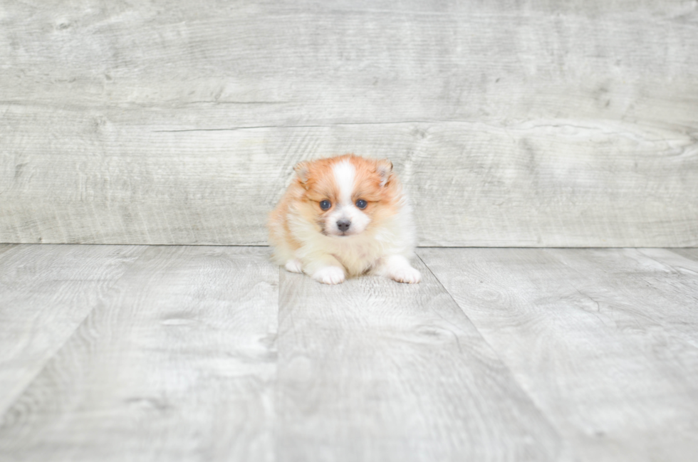 Pomeranian Puppy for Adoption