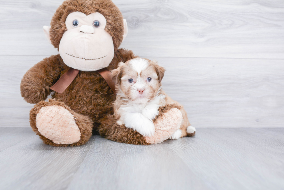 Smart Teddy Bear Designer Pup