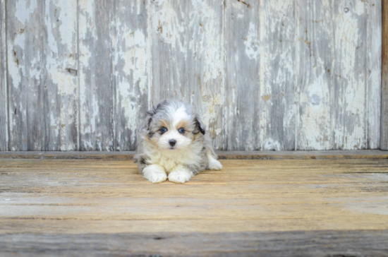 Best Mini Aussiedoodle Baby