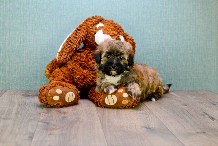 Smart Teddy Bear Designer Pup