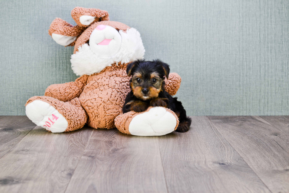 Meet Bella - our Yorkshire Terrier Puppy Photo 