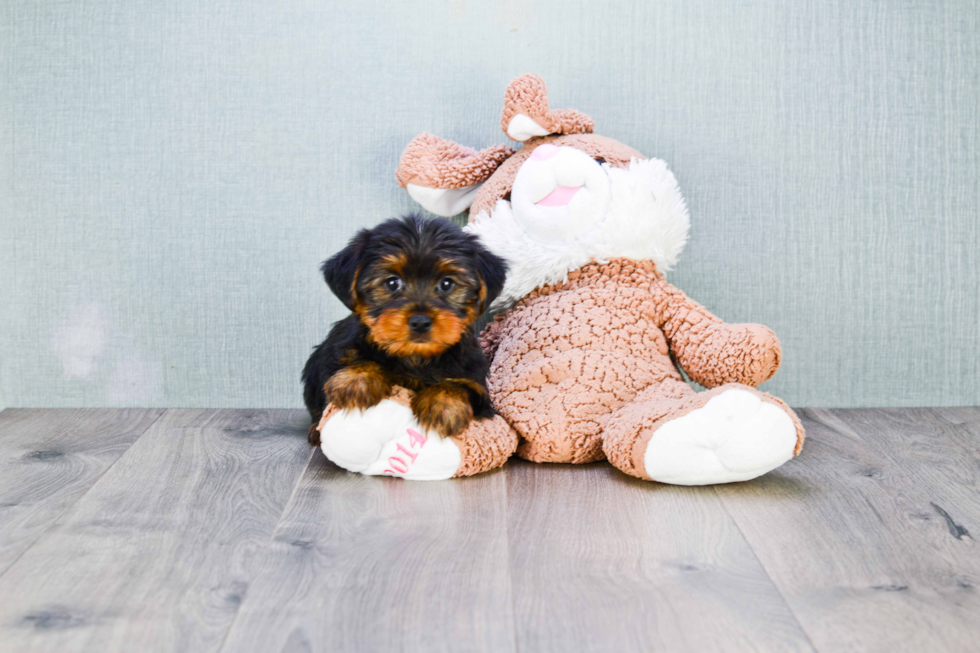 Meet Ryan - our Yorkshire Terrier Puppy Photo 