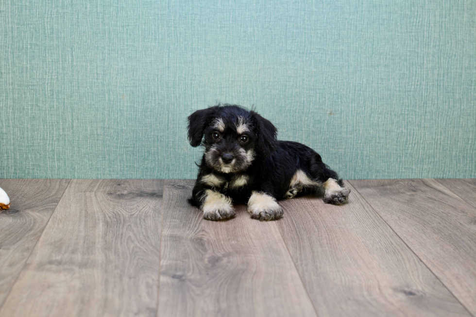 Cute Mini Schnauzer Baby