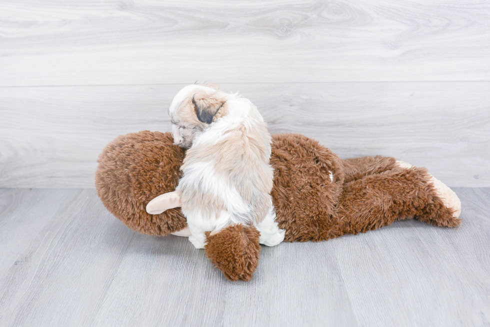 Energetic Havanese Purebred Puppy