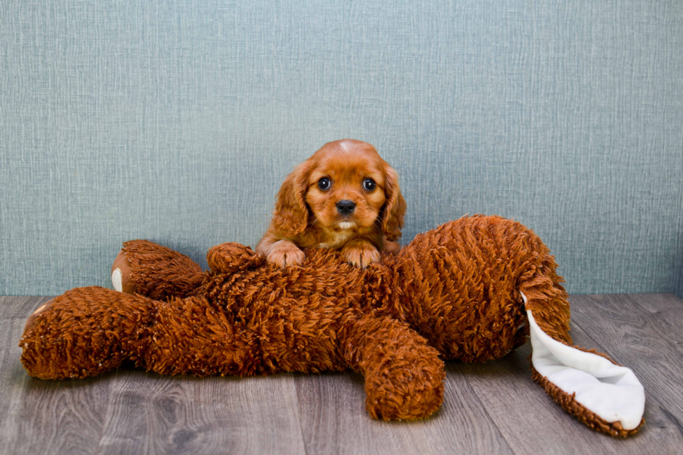 Little Cavalier King Charles Spaniel Purebred Pup