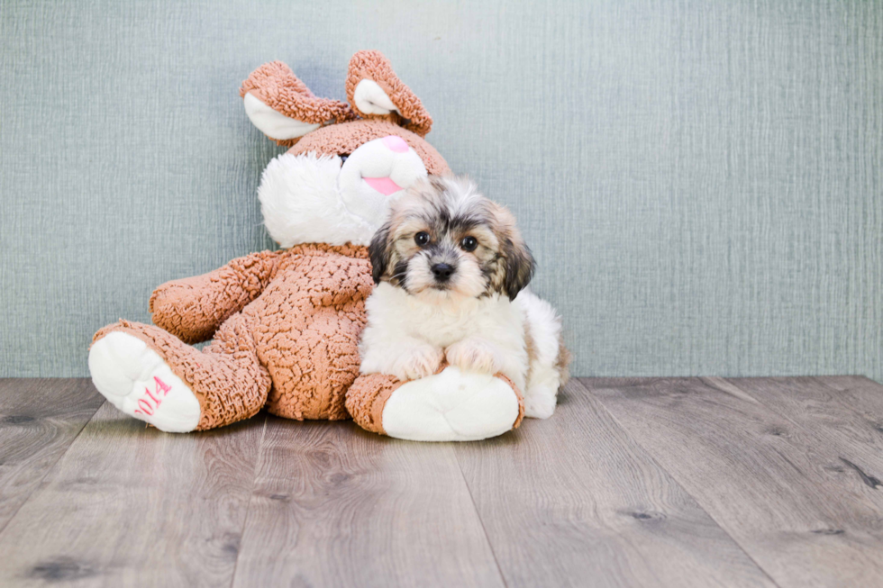 Happy Teddy Bear Baby