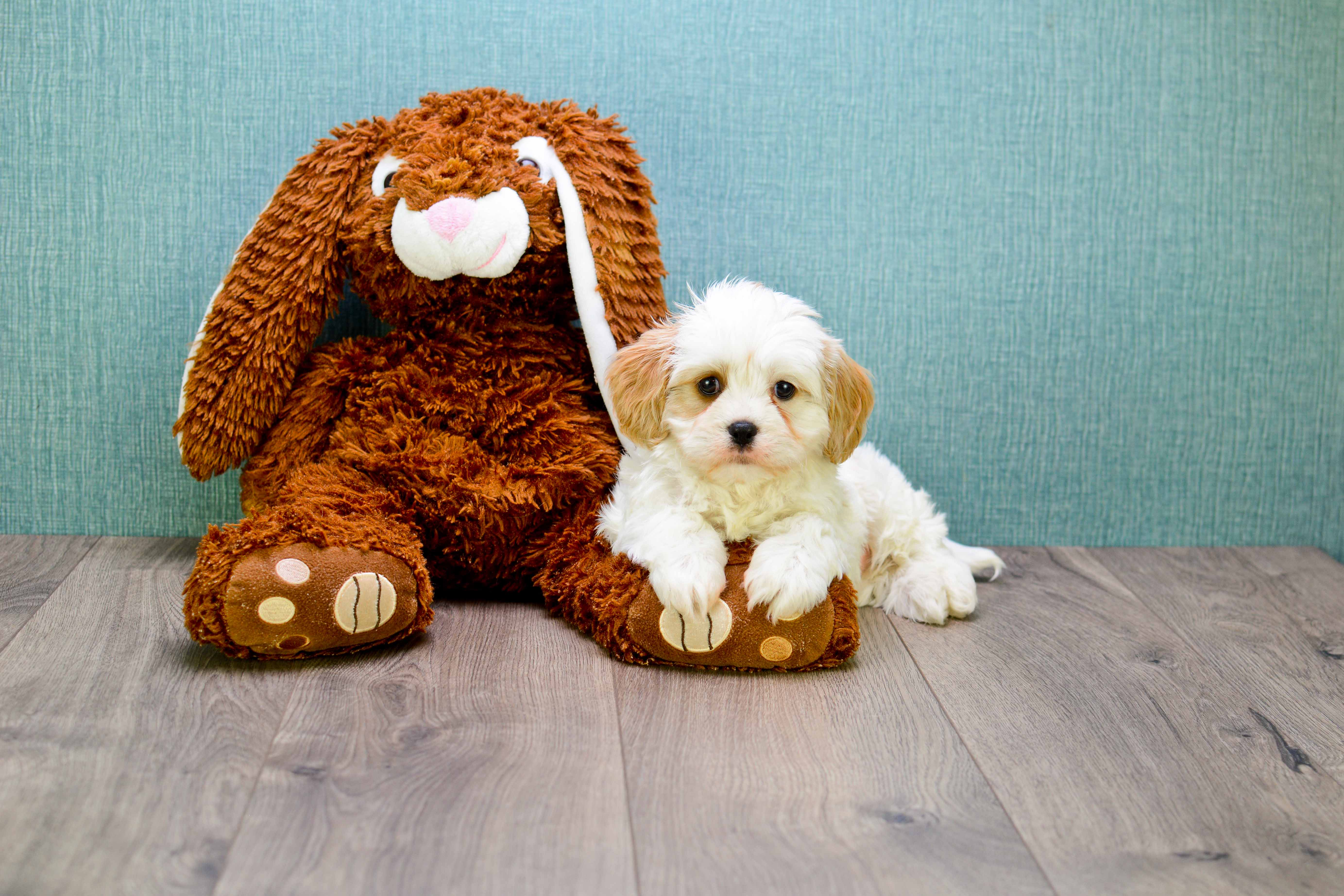 Cavachon Pup Being Cute