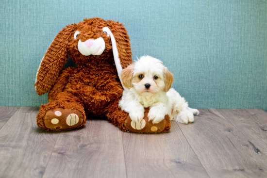 Cavachon Pup Being Cute