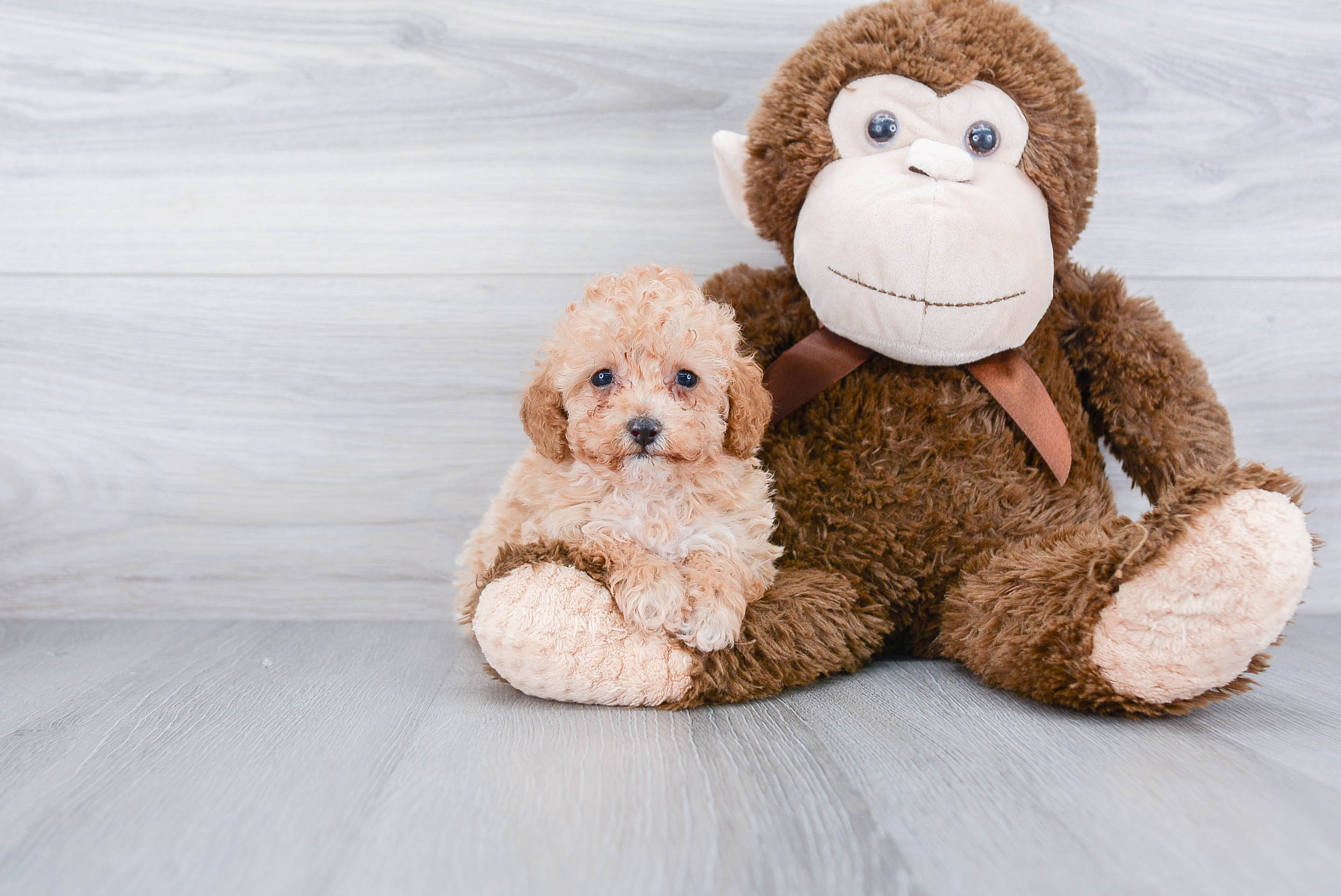 Best Poodle Baby
