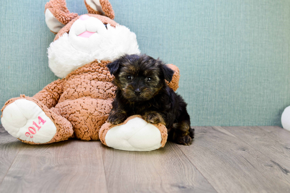 Morkie Pup Being Cute