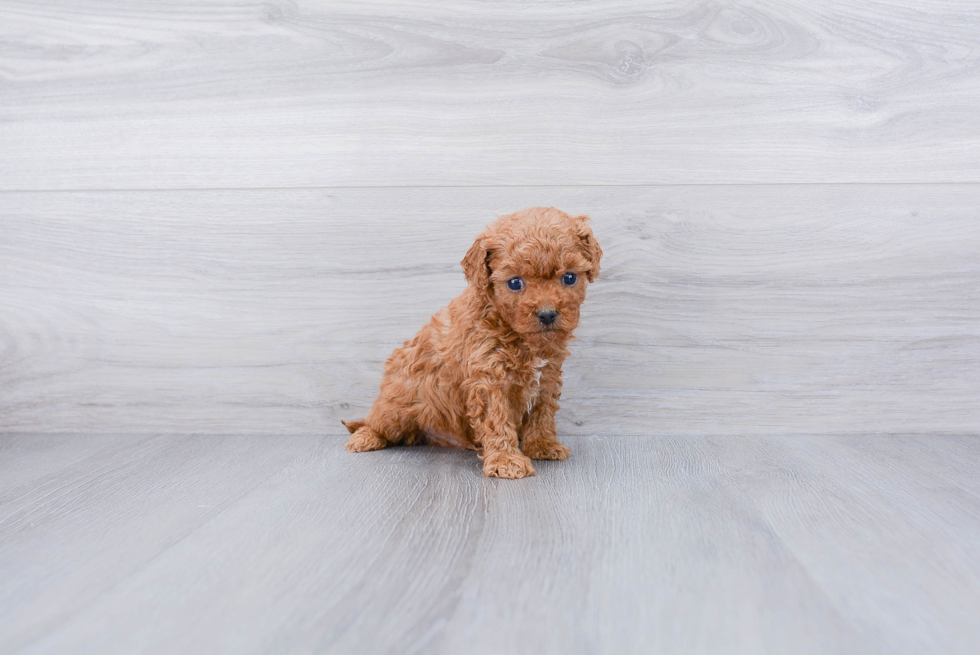 Adorable Cavoodle Poodle Mix Puppy