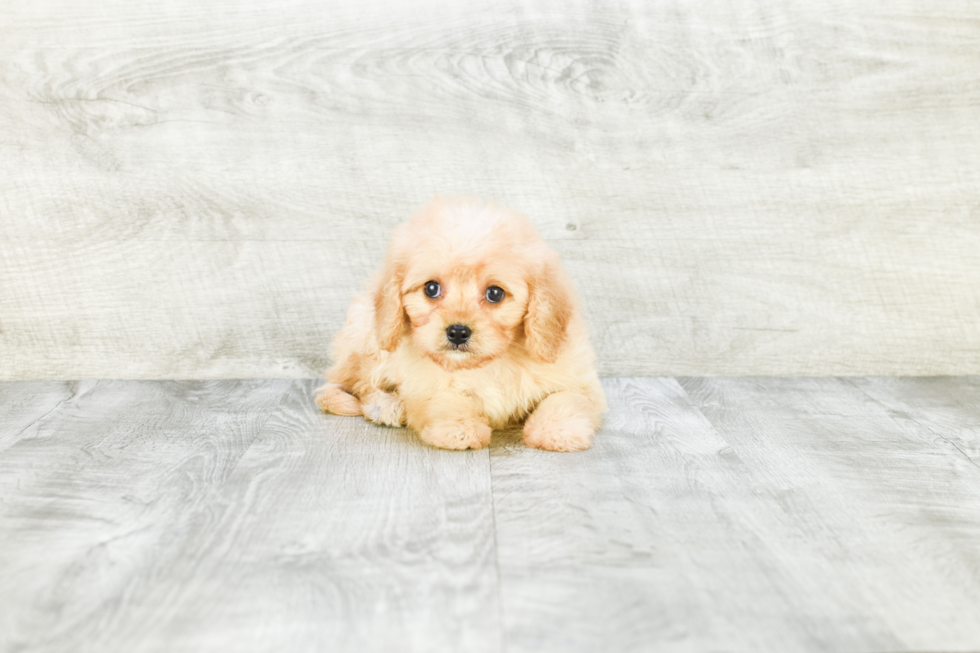 Best Maltipoo Baby