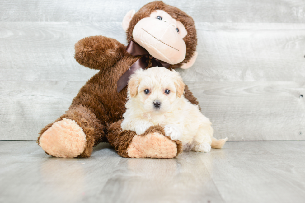 Maltipoo Puppy for Adoption