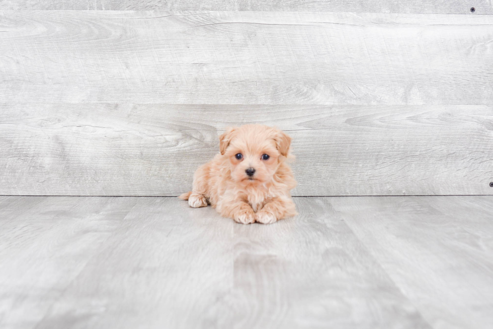 Best Maltipoo Baby