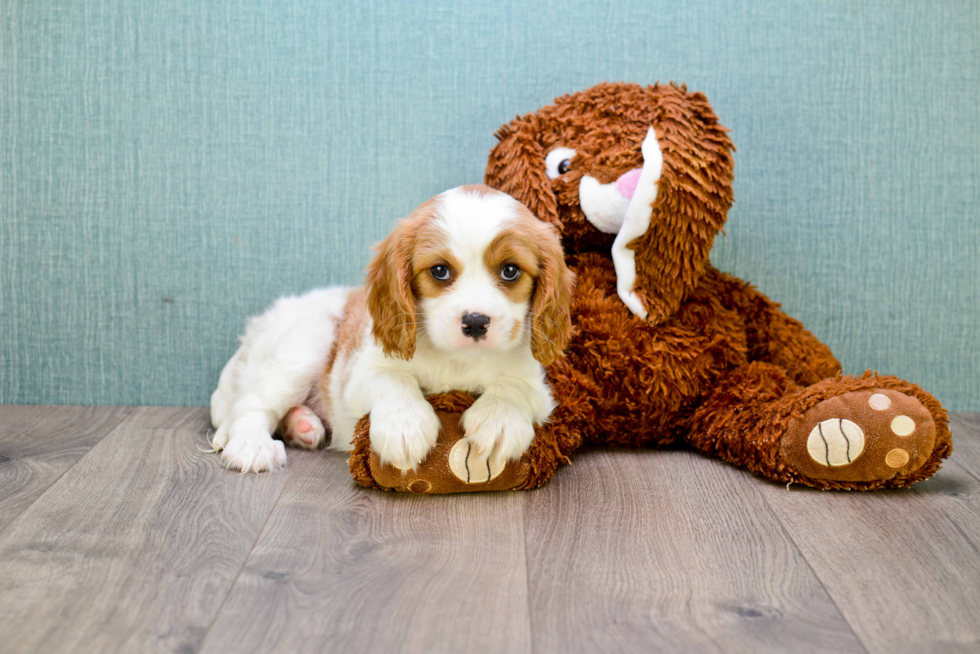 Best Cavalier King Charles Spaniel Baby