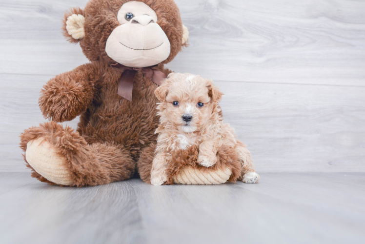 Maltipoo Puppy for Adoption