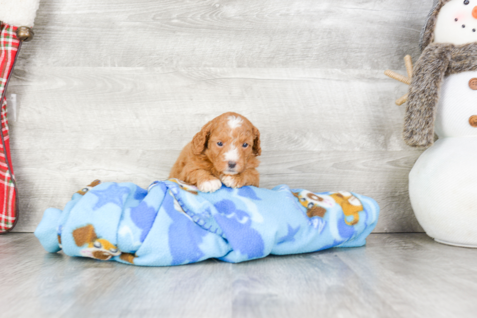 Mini Goldendoodle Pup Being Cute