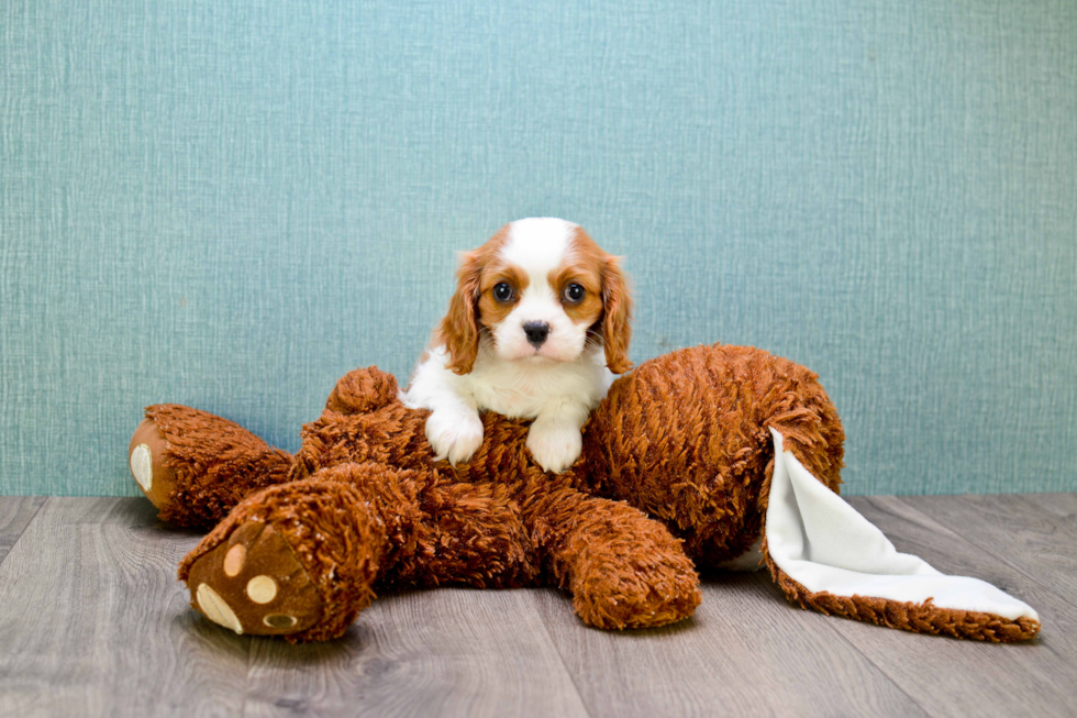 Little Cavalier King Charles Spaniel Purebred Pup