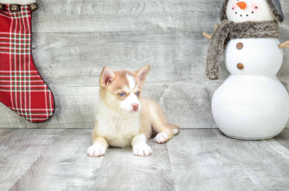 Playful Mini Husky Designer Puppy