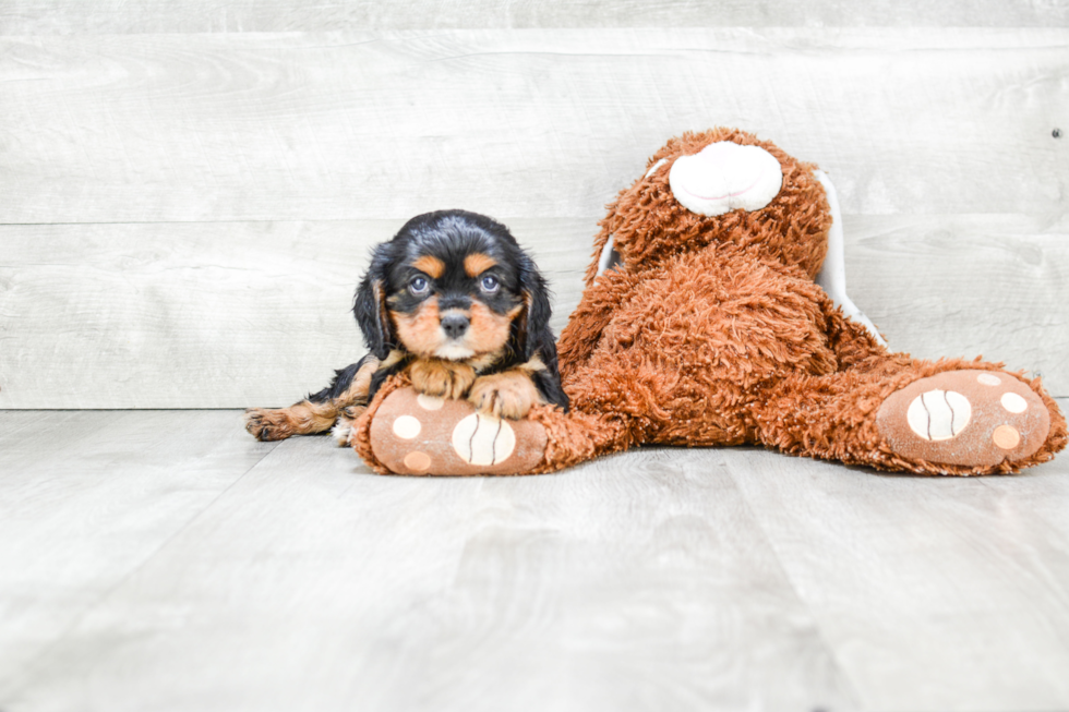 Best Cavalier King Charles Spaniel Baby