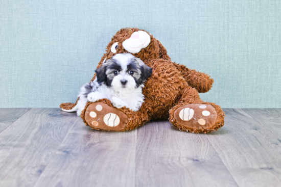 Sweet Havanese Purebred Puppy