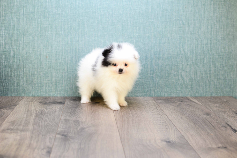 Playful Pomeranian Purebred Pup