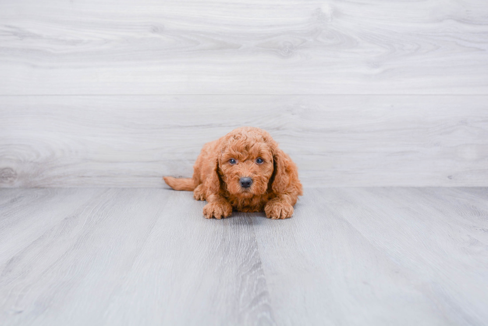 Mini Goldendoodle Pup Being Cute