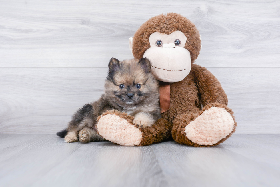 Playful Pomeranian Baby