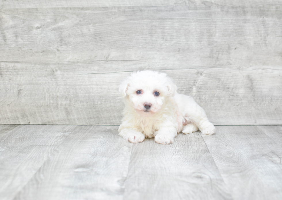 Hypoallergenic Bichon Frise Baby