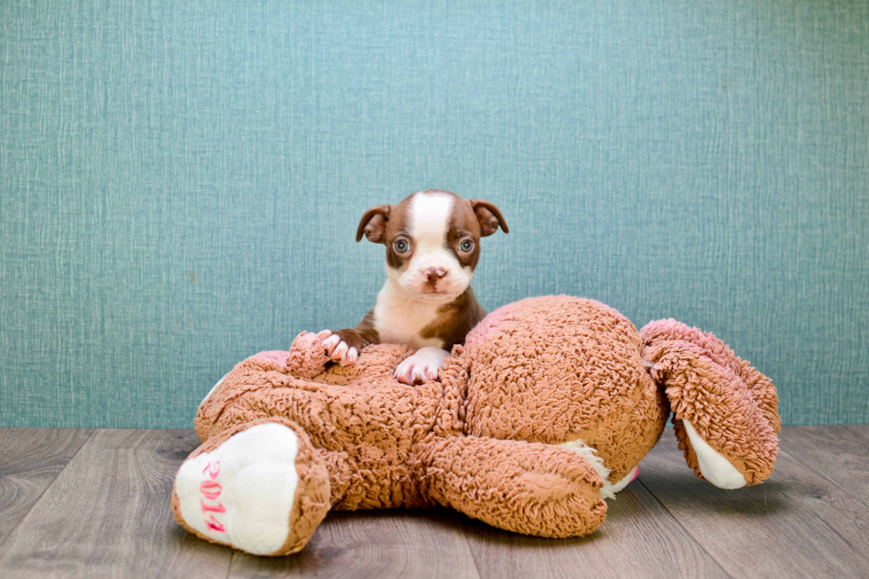 Boston Terrier Pup Being Cute