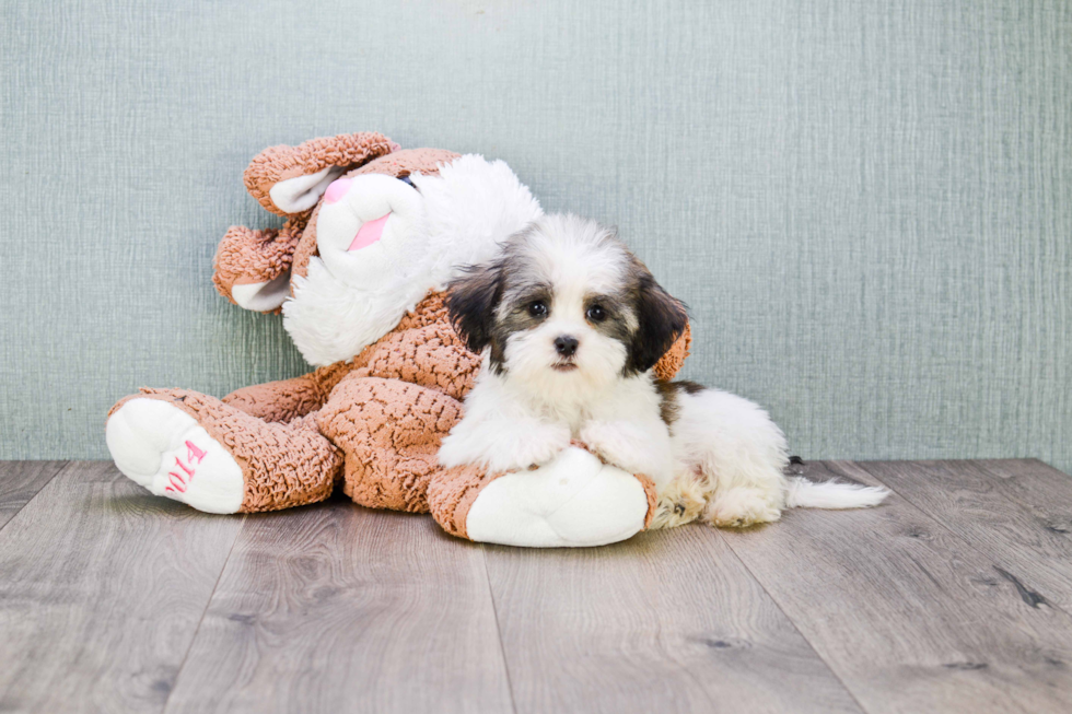 Friendly Havanese Baby