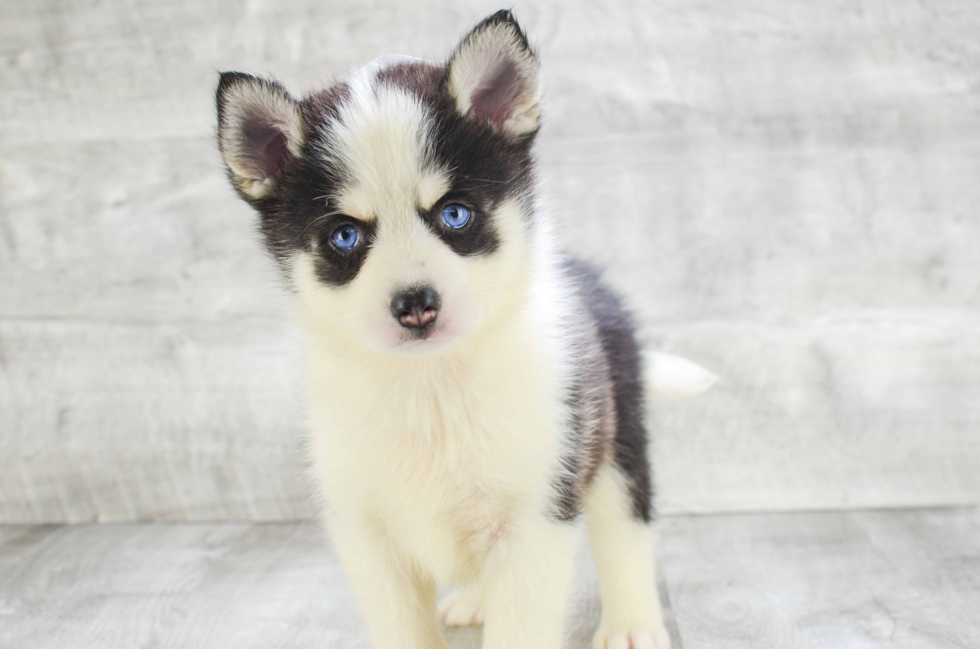 Petite Pomsky Designer Pup