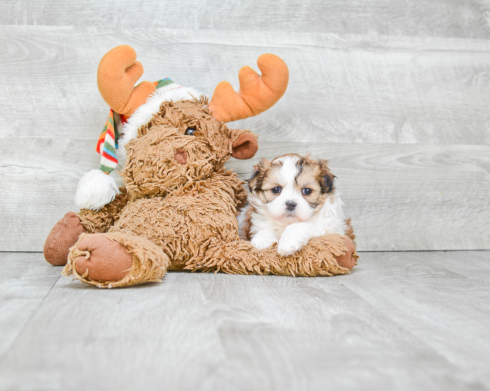 Fluffy Teddy Bear Designer Pup