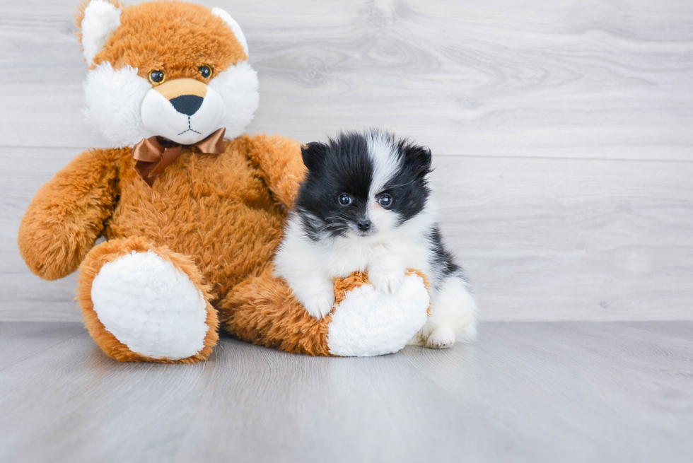 Fluffy Pomeranian Purebred Puppy