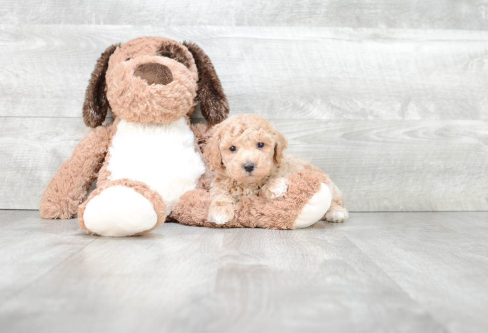 Popular Maltipoo Poodle Mix Pup