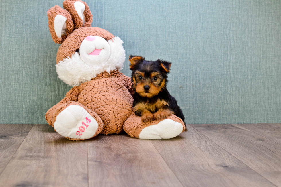 Meet Roscoe - our Yorkshire Terrier Puppy Photo 