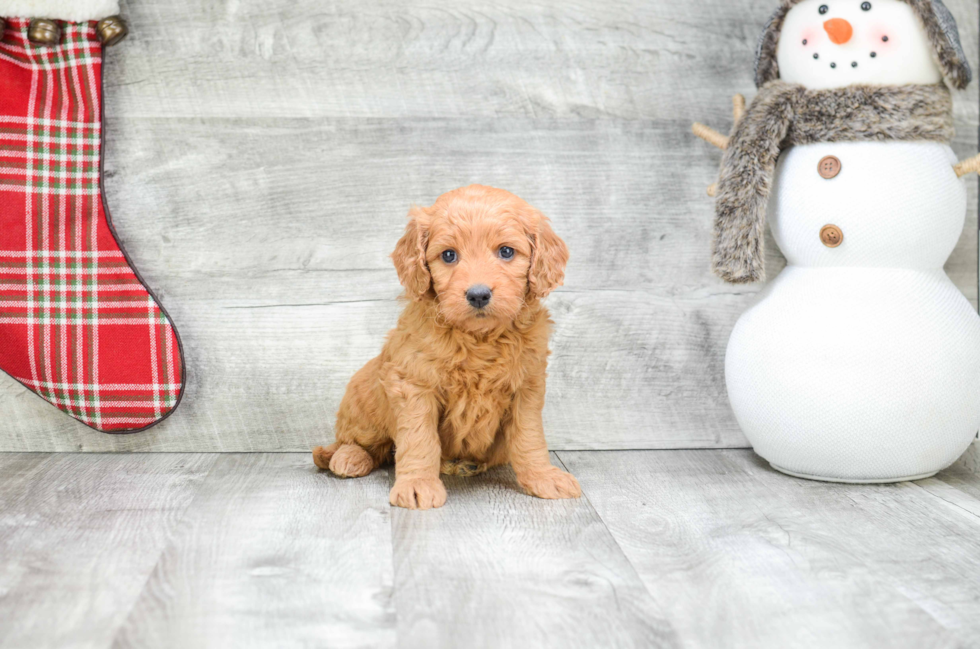 Sweet Mini Goldendoodle Baby