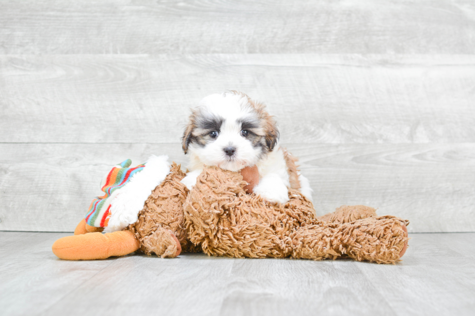 Smart Teddy Bear Designer Pup