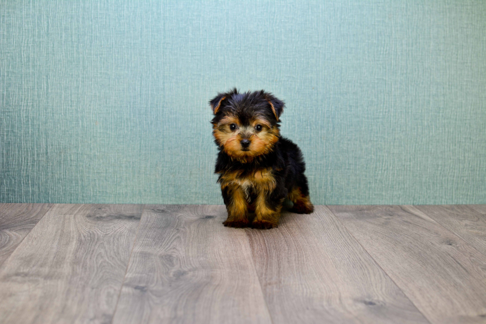 Meet Tj - our Yorkshire Terrier Puppy Photo 