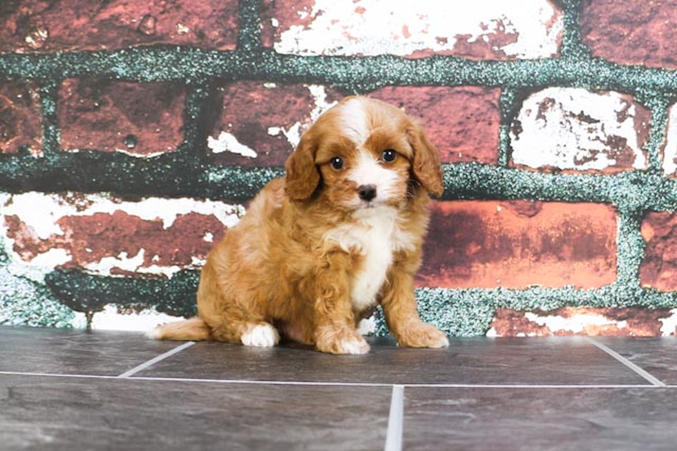 Popular Cavapoo Poodle Mix Pup