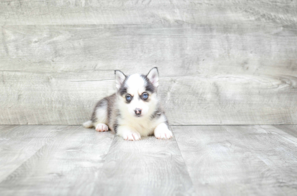 Pomsky Puppy for Adoption