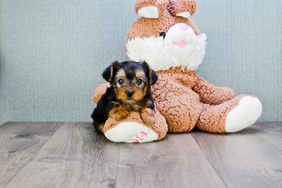 Meet Trigger - our Yorkshire Terrier Puppy Photo 