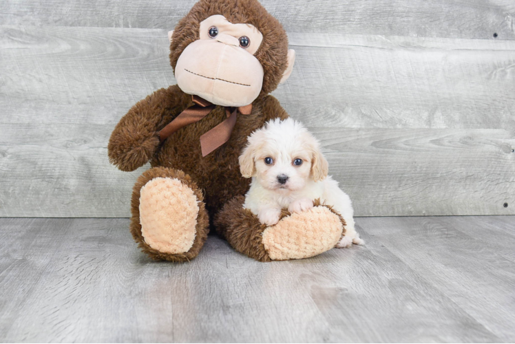 Best Cavachon Baby