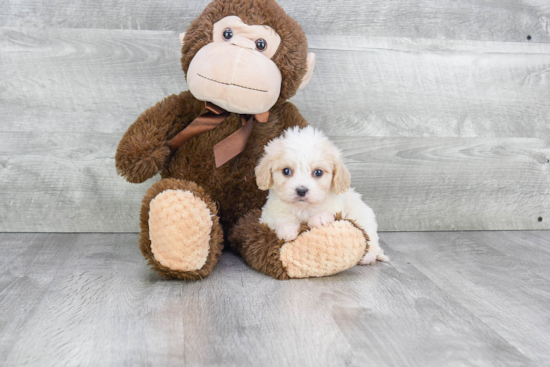 Best Cavachon Baby