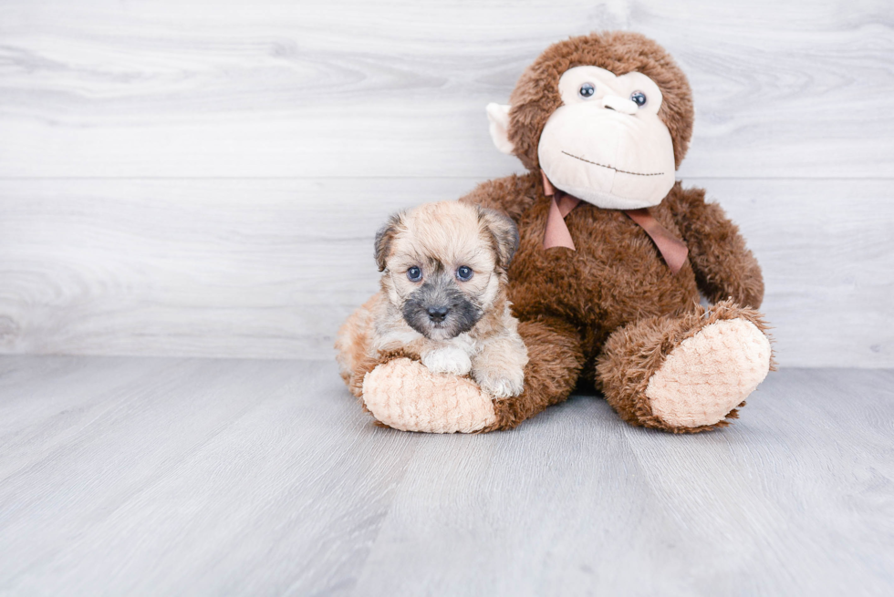 Morkie Pup Being Cute